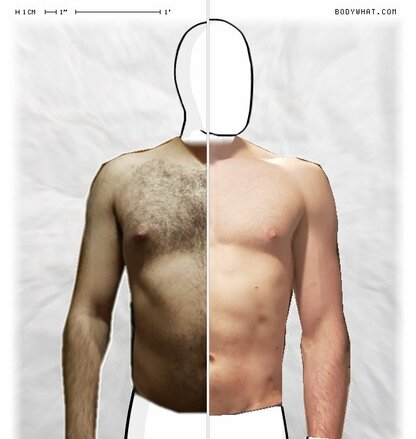 Torso Comparison