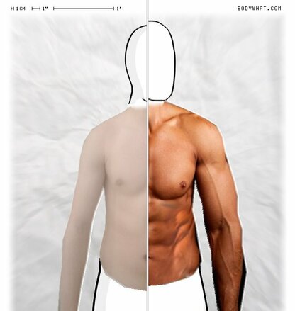 Torso Comparison