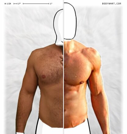 Torso Comparison