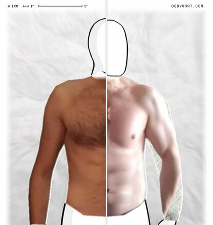 Torso Comparison