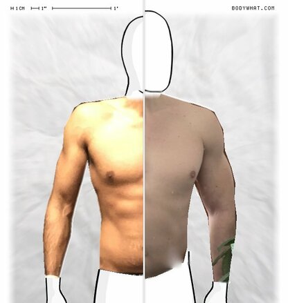 Torso Comparison