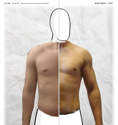 Torso Comparison