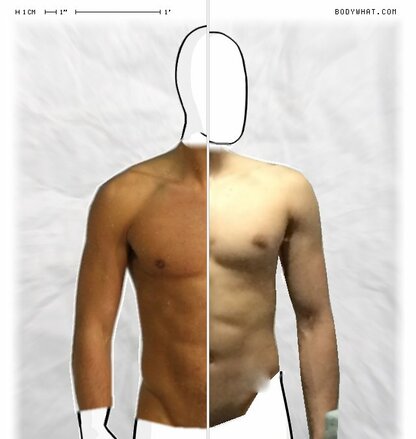 Torso Comparison