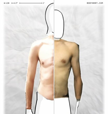 Torso Comparison