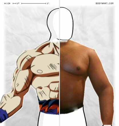 Torso Comparison