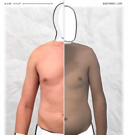 Torso Comparison