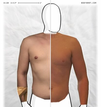 Torso Comparison