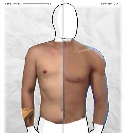 Torso Comparison