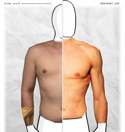 Torso Comparison
