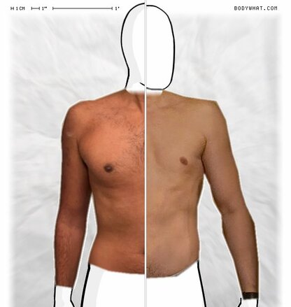 Torso Comparison