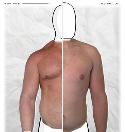 Torso Comparison