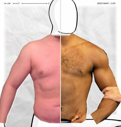 Torso Comparison