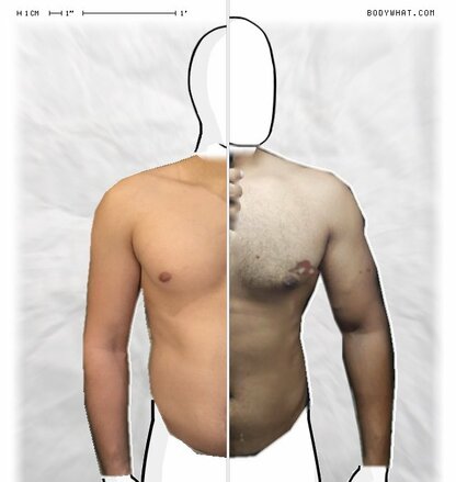 Torso Comparison