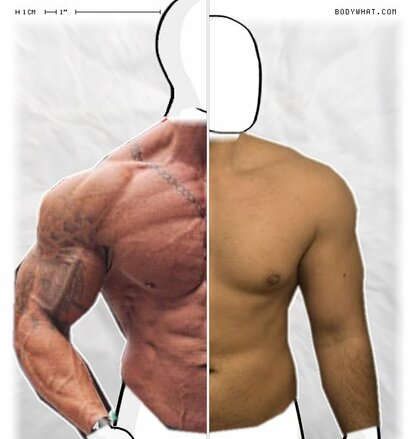 Torso Comparison