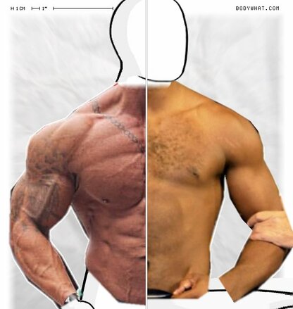 Torso Comparison