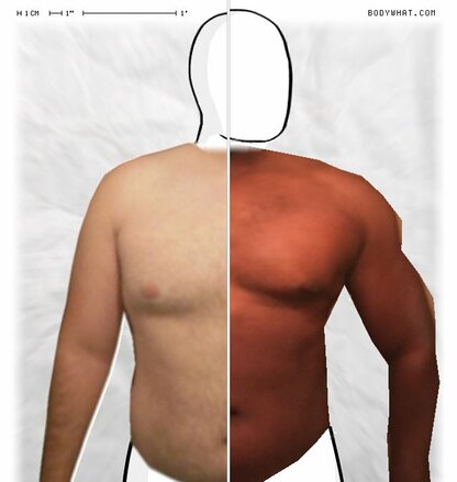 Torso Comparison