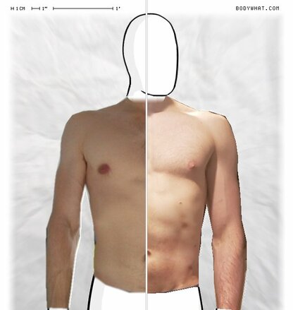 Torso Comparison