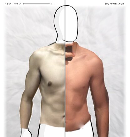Torso Comparison