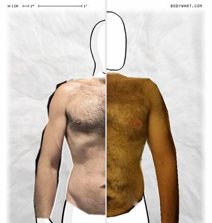 Torso Comparison