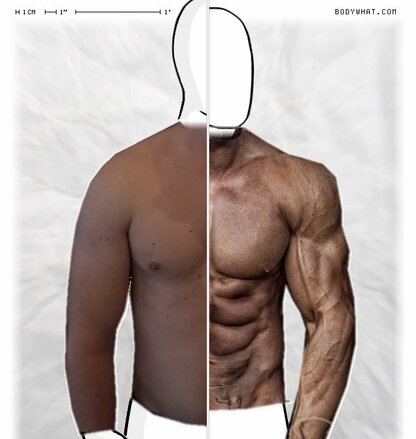 Torso Comparison