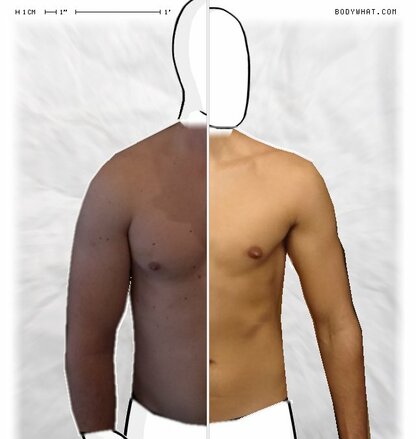 Torso Comparison