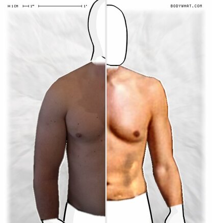 Torso Comparison