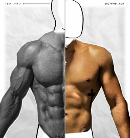 Torso Comparison