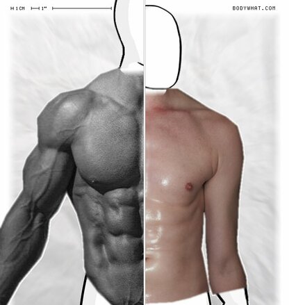 Torso Comparison