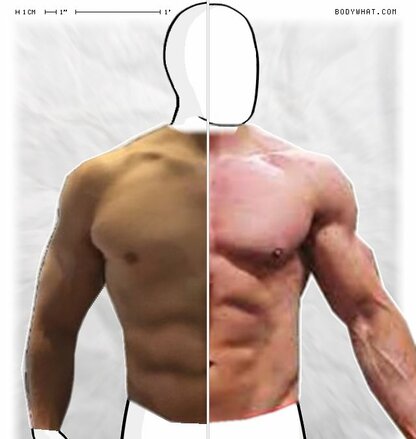 Torso Comparison