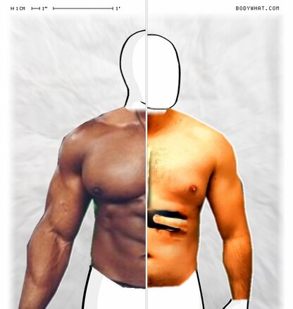 Torso Comparison