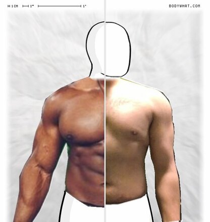 Torso Comparison