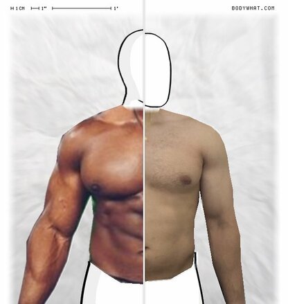 Torso Comparison