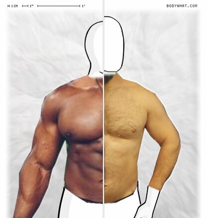 Torso Comparison