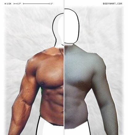 Torso Comparison