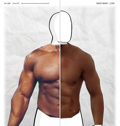 Torso Comparison