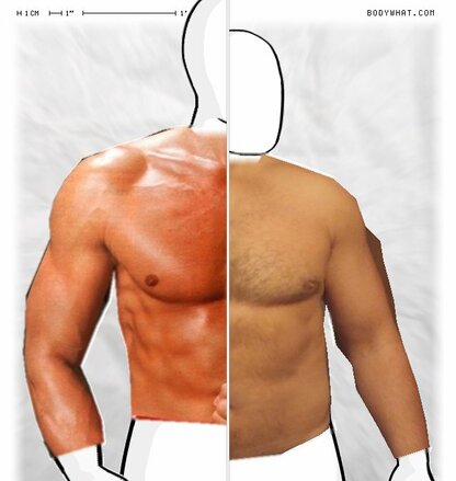 Torso Comparison