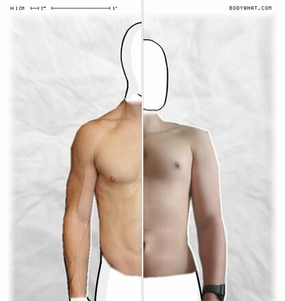 Torso Comparison