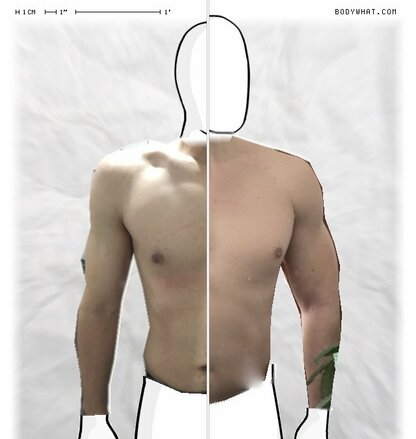 Torso Comparison