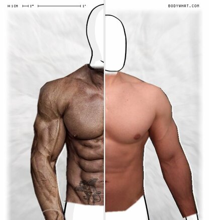 Torso Comparison