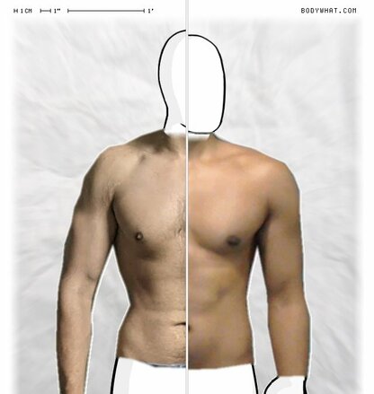 Torso Comparison