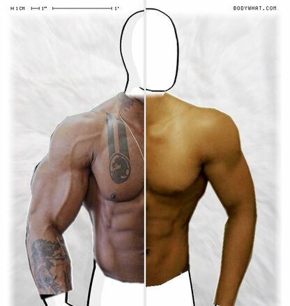 Torso Comparison