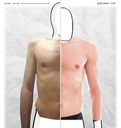 Torso Comparison