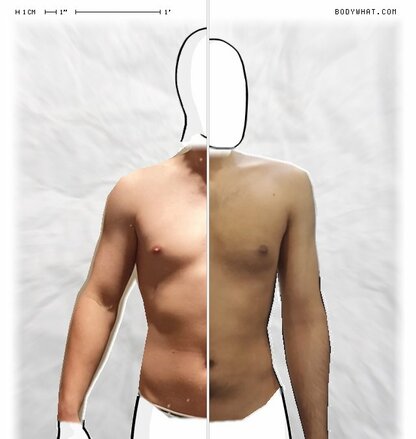 Torso Comparison