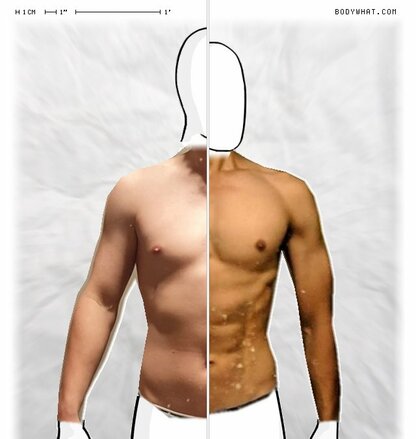 Torso Comparison