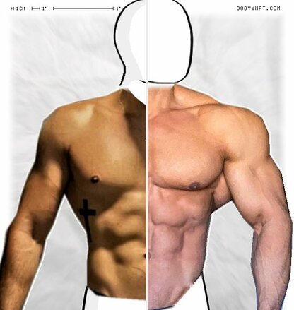 Torso Comparison