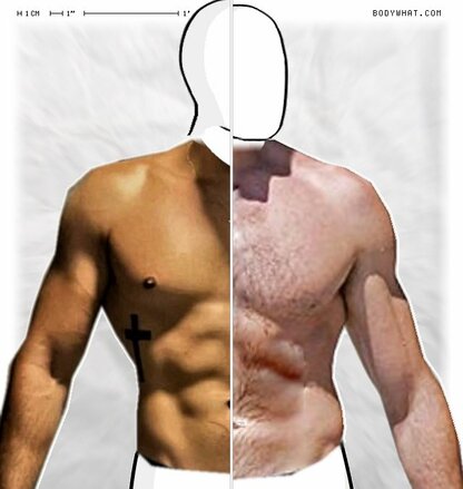 Torso Comparison