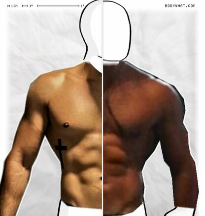 Torso Comparison