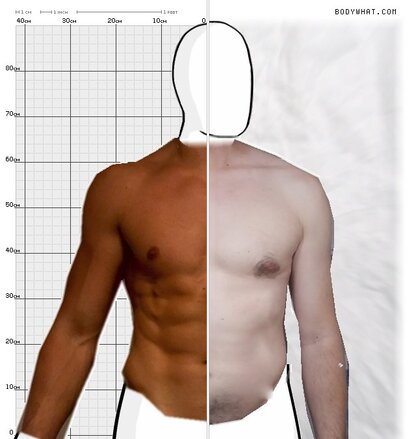 Torso Comparison