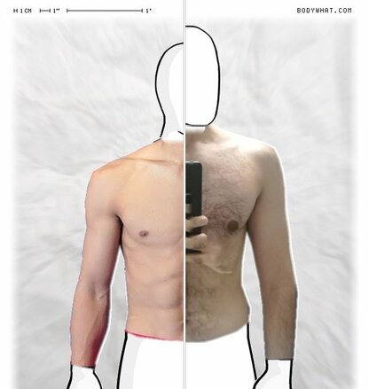 Torso Comparison