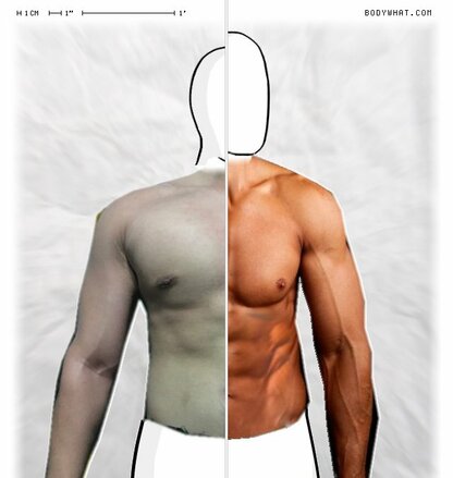 Torso Comparison